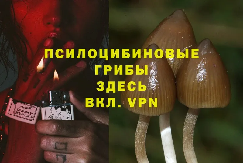 Галлюциногенные грибы Psilocybe Буйнакск